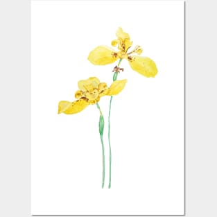 yellow iris flower watercolor Posters and Art